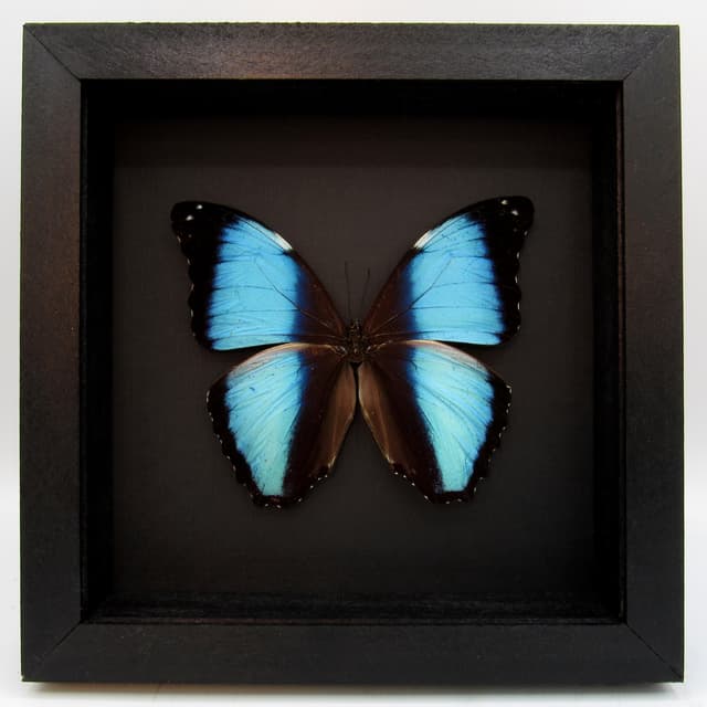 Real metallic blue butterfly framed taxidermy - Morpho deidamia