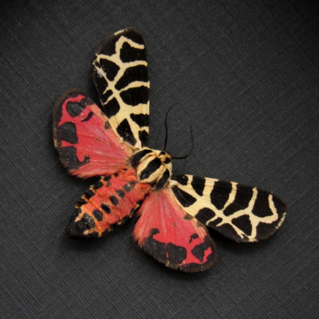 Real red Tiger moth framed taxidermy - Grammia incorrupta - red form