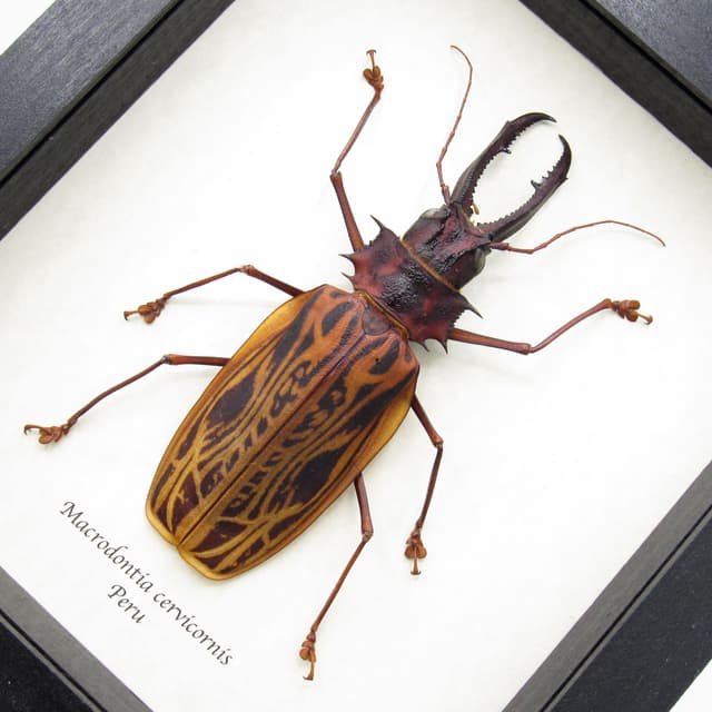 Real GIANT beetle framed taxidermy - Macrodontia cervicornis - XL