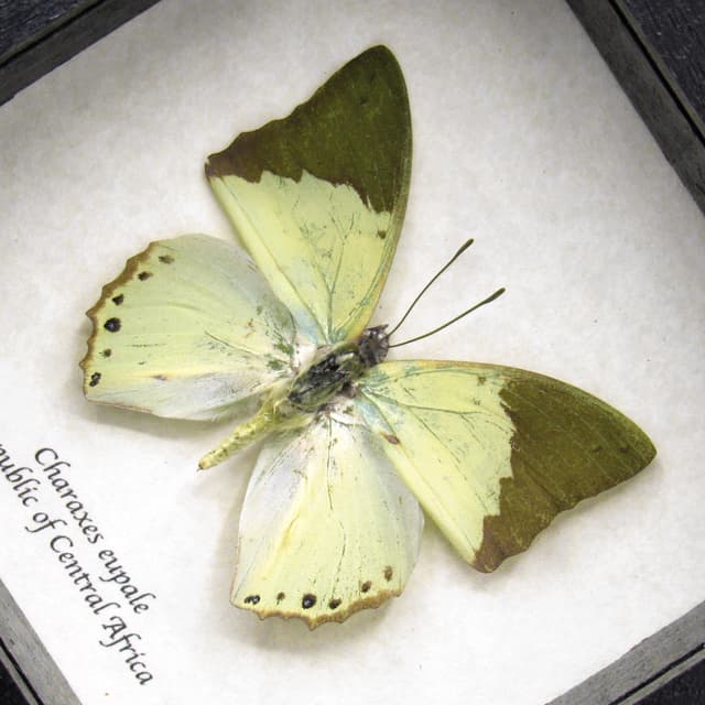 Real green butterfly framed taxidermy - Charaxes eupale