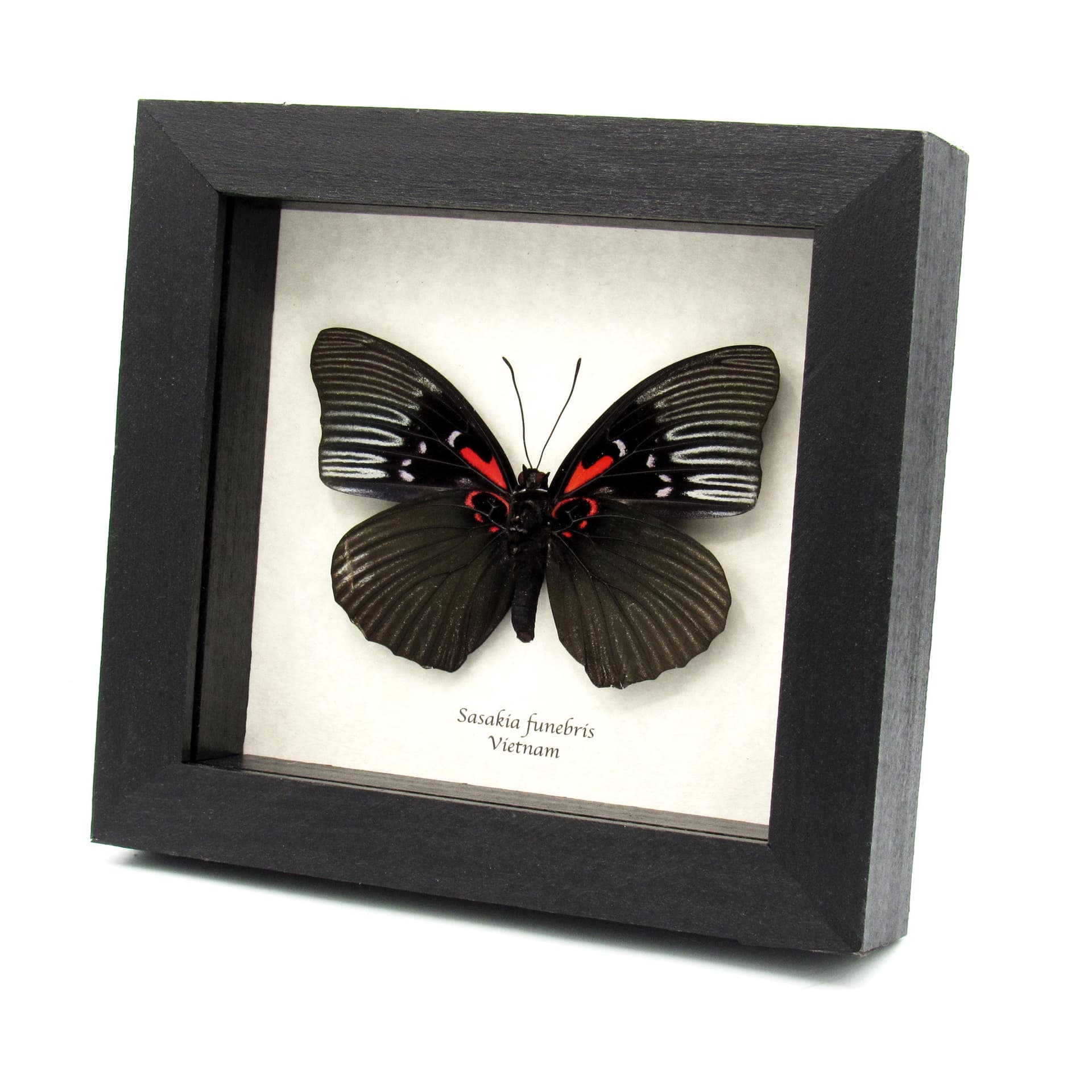 Rare large black Empress butterfly framed specimen - Sasakia funebris