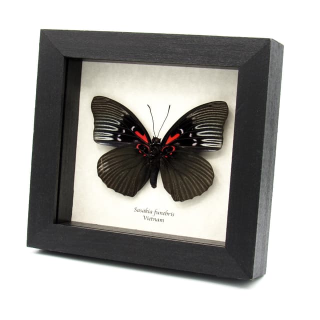 Rare large black Empress butterfly framed specimen - Sasakia funebris