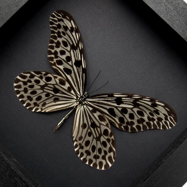 Real large female Tree Nymph butterfly framed taxidermy - Idea stolli