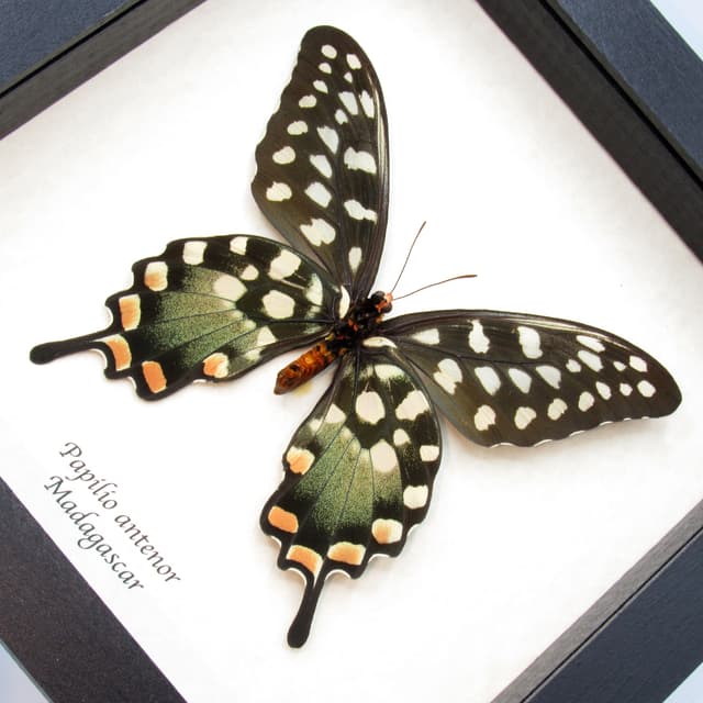 Real Giant Swallowtail butterfly framed taxidermy - Papilio antenor - XL female