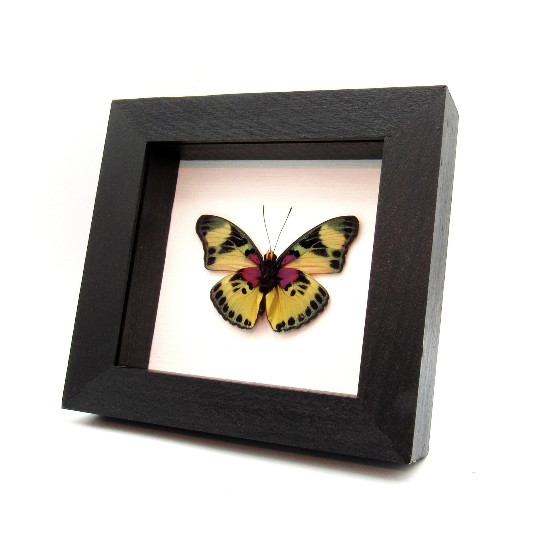 Real Forester butterfly framed taxidermy - Euphaedra adonina