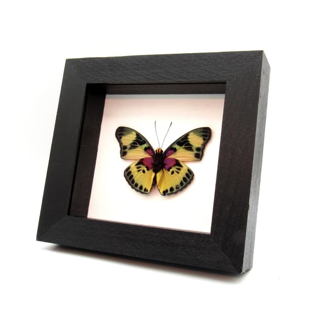 Real Forester butterfly framed taxidermy - Euphaedra adonina