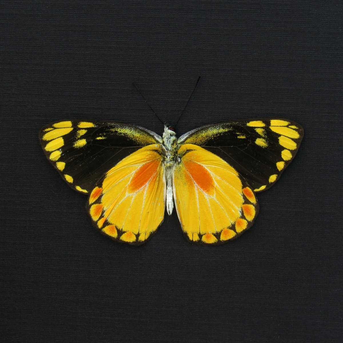 Real yellow Delias butterfly framed taxidermy - Delias lemoulti - Victorian mount