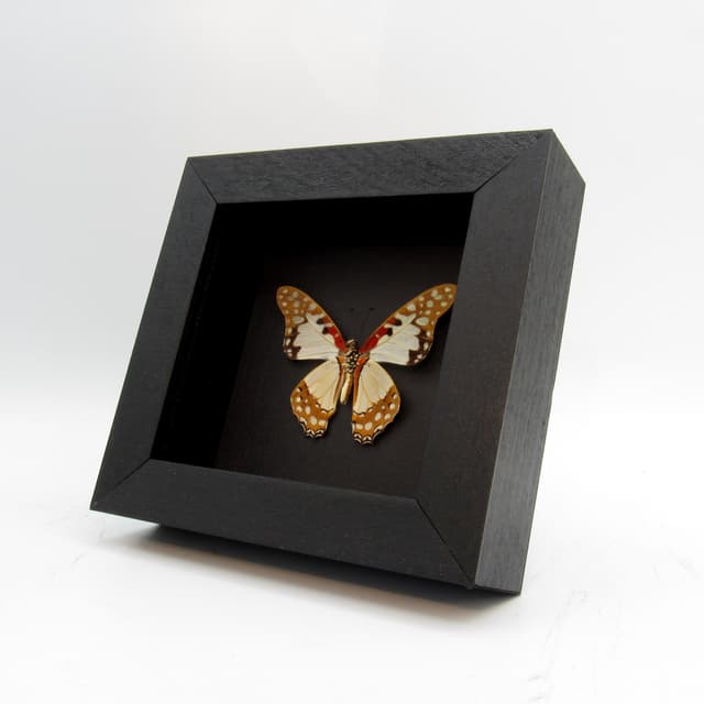 Real butterfly framed taxidermy - Graphium angolanus - Victorian mount
