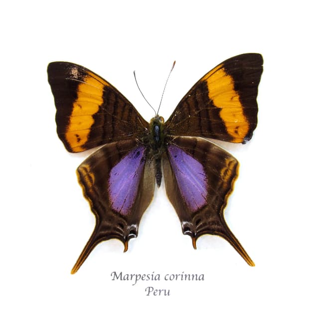 Real purple butterfly framed taxidermy - Marpesia corinna