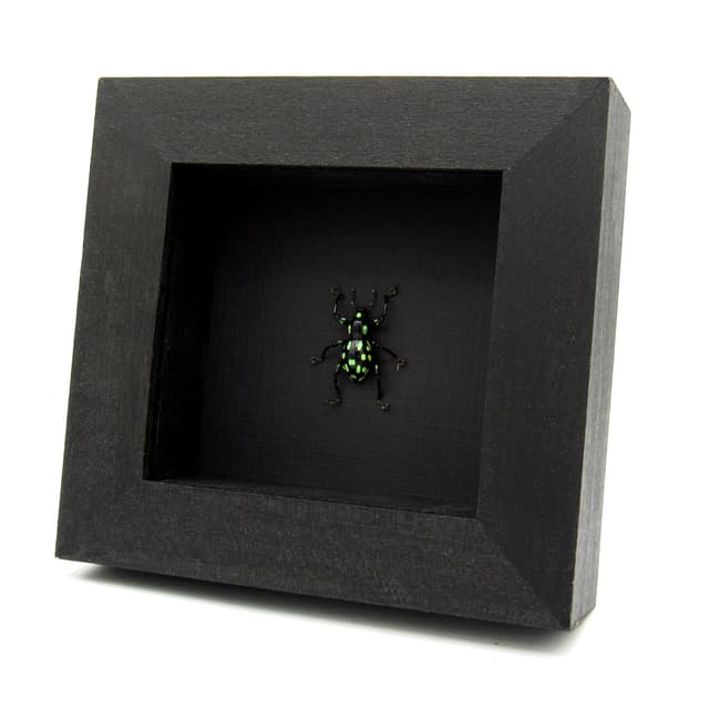 Rare glittering weevil beetle framed specimen - Pachyrhynchus species