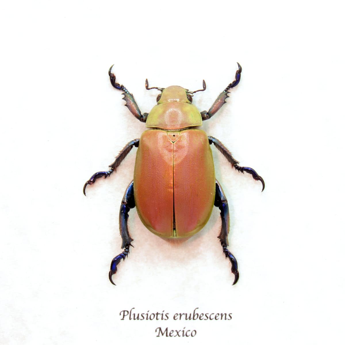 Very rare real Jewel Scarab beetle framed taxidermy - Chrysina erubescens - pink form!