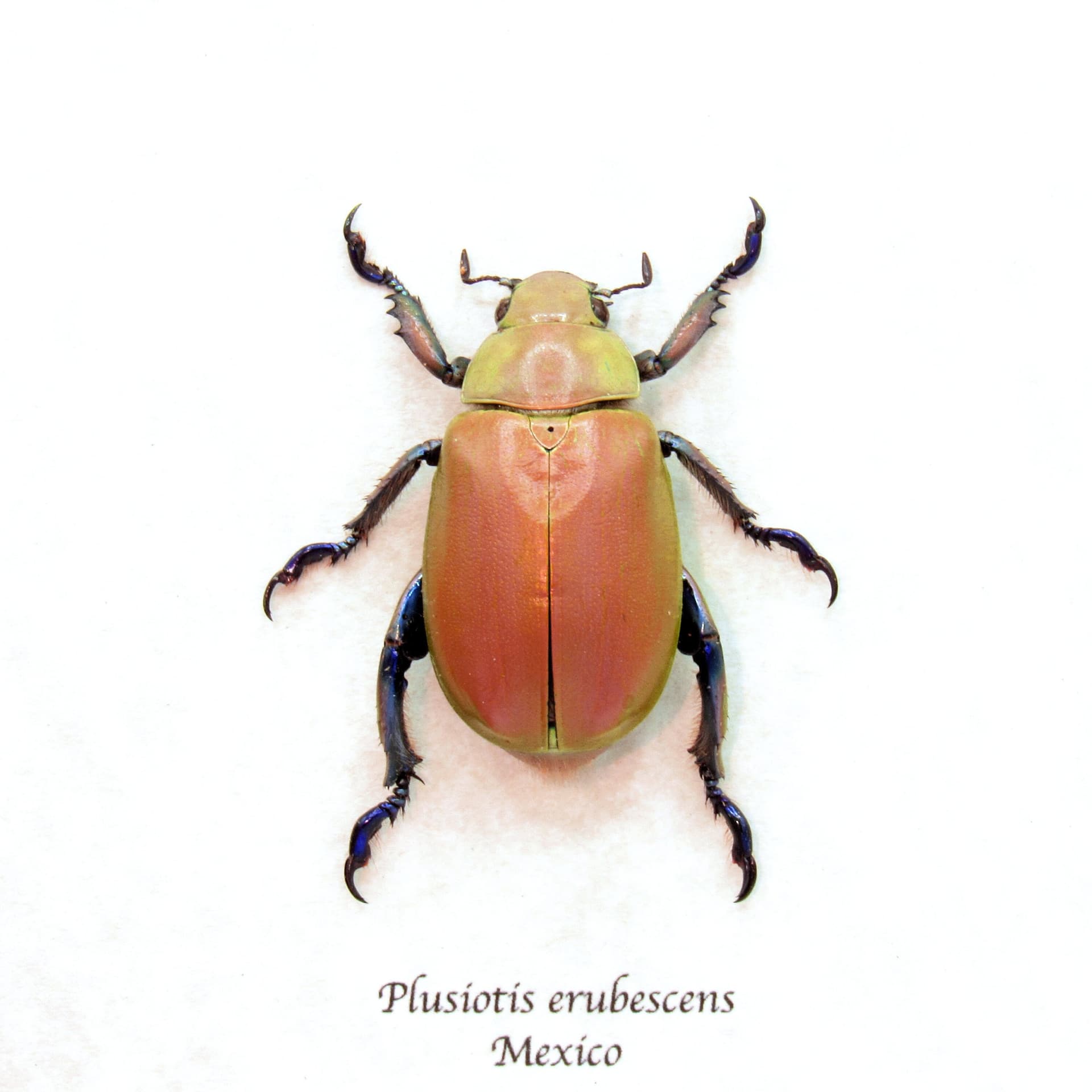 Very rare real Jewel Scarab beetle framed taxidermy - Chrysina erubescens - pink form!