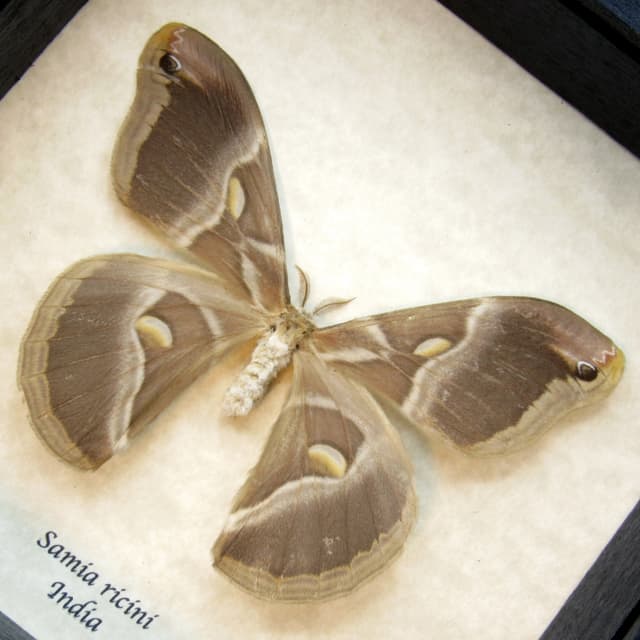 Real Dometsicated Eri Silkmoth framed taxidermy - Samia ricini - female