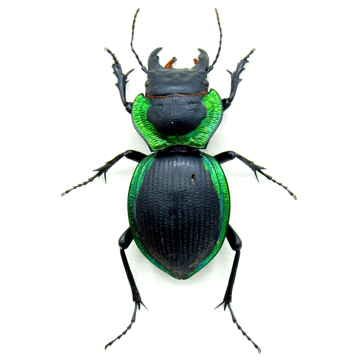 Rare large green Ground beetle framed taxidermy - Mouhotia convexa