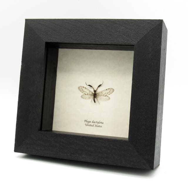 Real tiny Mantidfly framed specimen - Plega dactylota