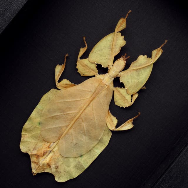 Rare yellow Walking Leaf bug framed taxidermy - Phyllium pulchrifolium