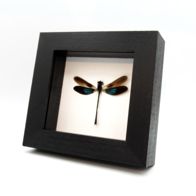 Real framed metallic dragonfly taxidermy - Euphaea variegata