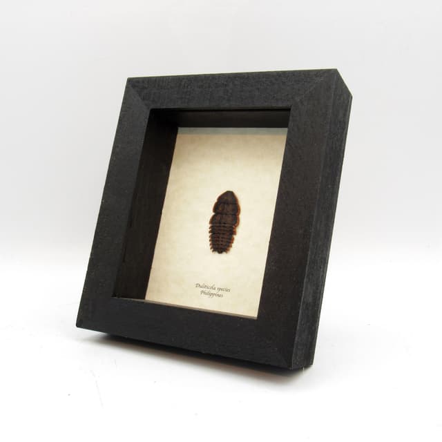 Real Trilobite beetle framed taxidermy - Duliticola species