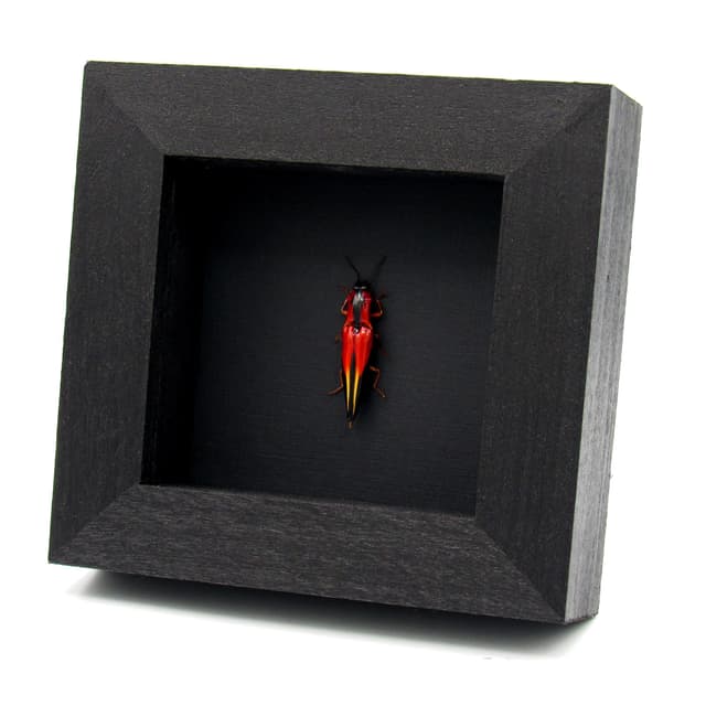 Rare Flame Red Click beetle framed taxidermy - Semiotus sanguinicollis