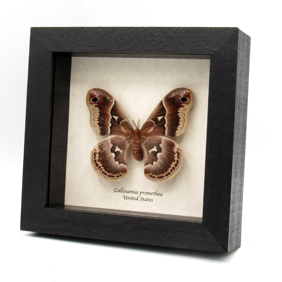 Real female Promethea moth framed taxidermy - Callosamia promethea