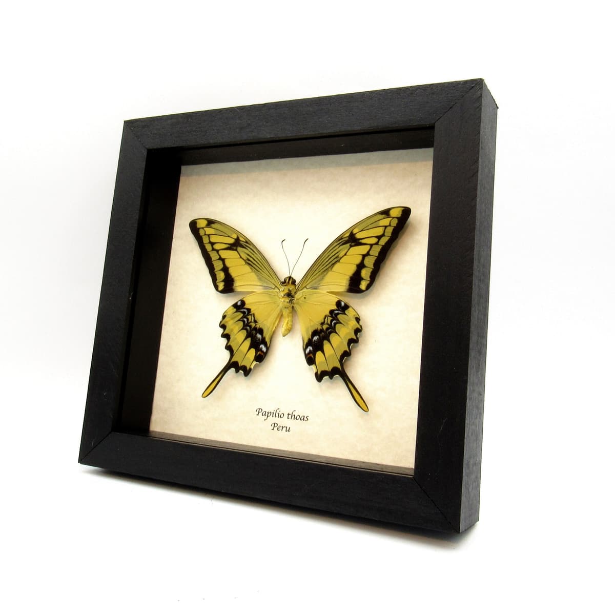 Real Giant swallowtail butterfly framed taxidermy - Papilio thoas