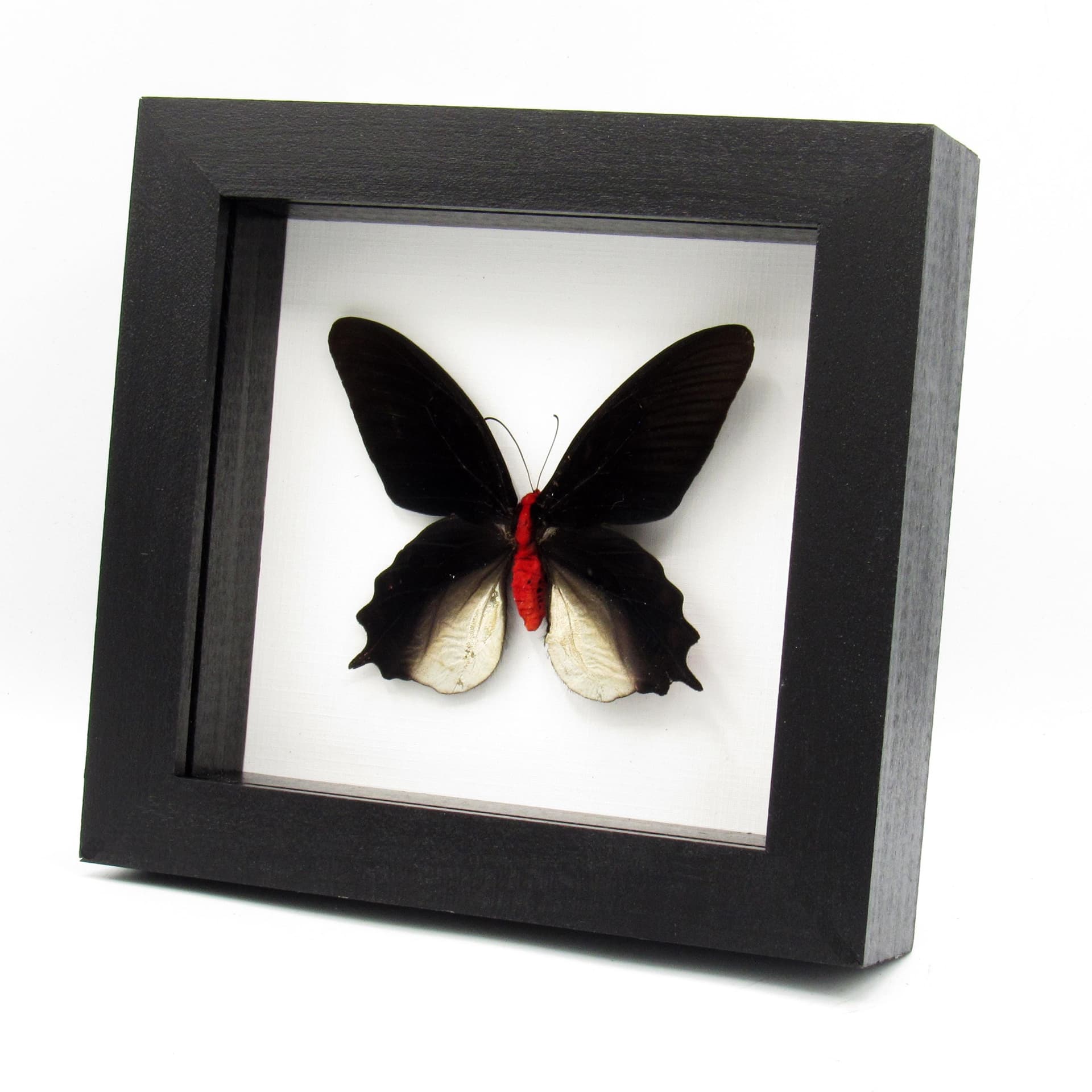 Real Vampire butterfly framed taxidermy - Atrophaneura semperi albofasciata