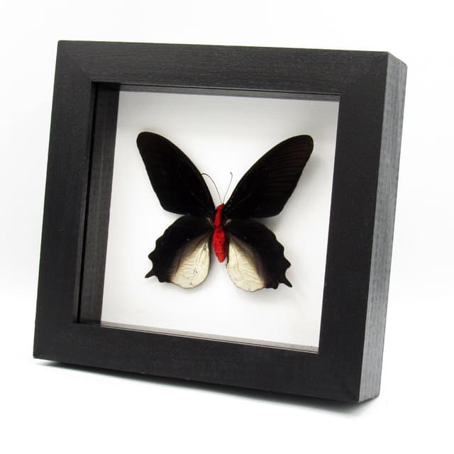 Real Vampire butterfly framed taxidermy - Atrophaneura semperi albofasciata