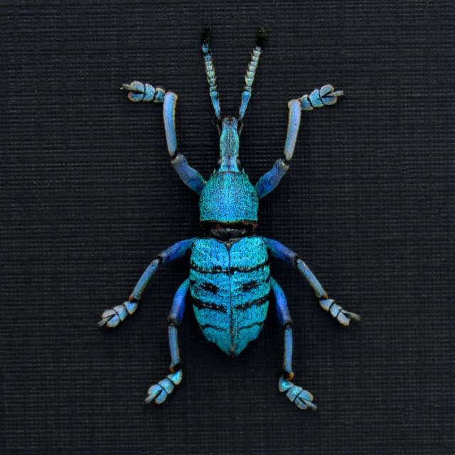 Real blue weevil framed taxidermy - Eupholus geoffroyi