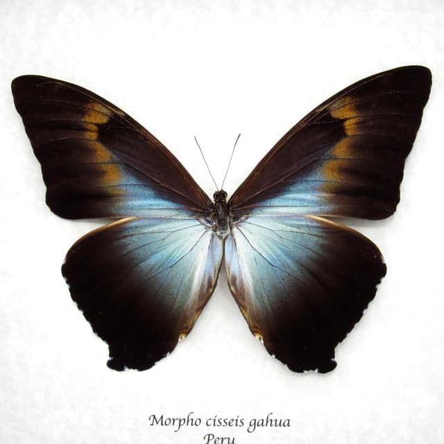 Real XL framed Morpho butterfly taxidermy - Morpho cisseis gahua