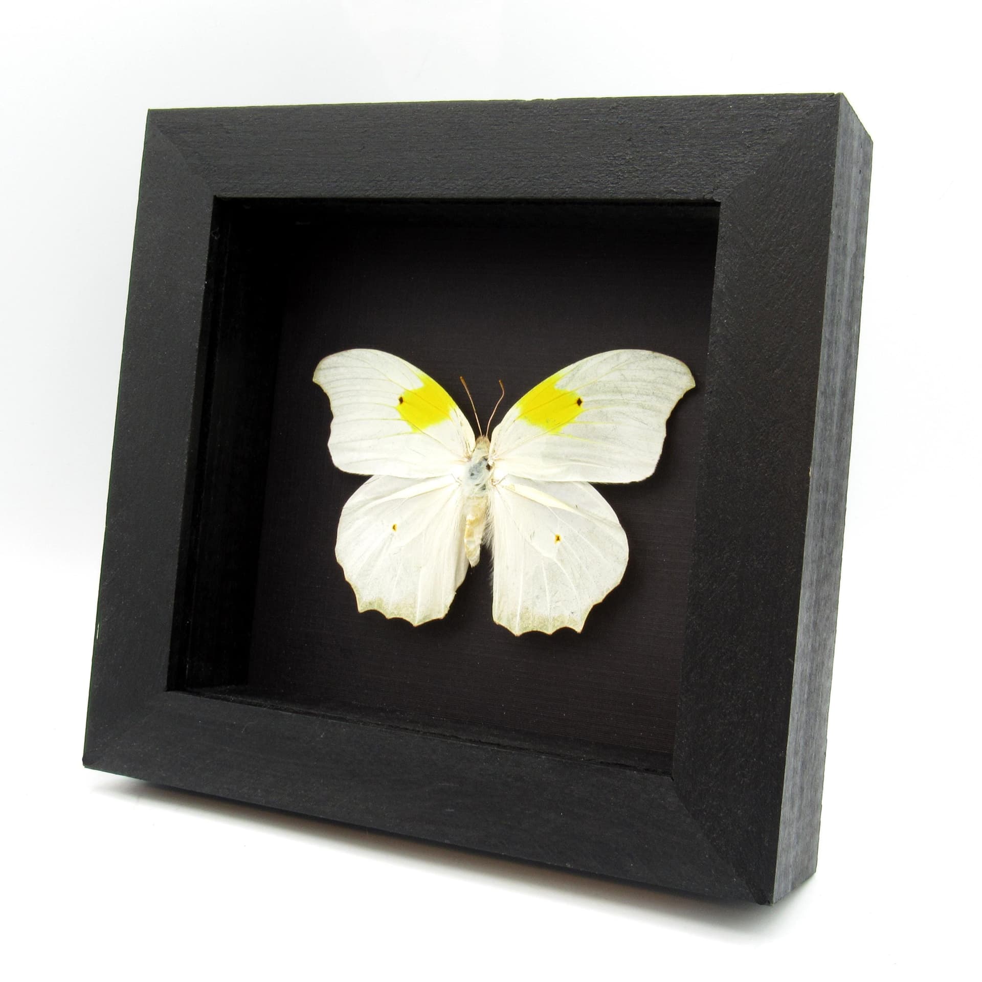 Large real white butterfly framed taxidermy - Anteos clorinde