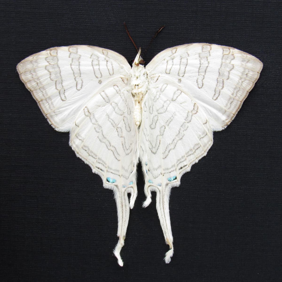 Real large white hairstreak butterfly framed taxidermy - Neomyrina nivea - female - Victorian mount