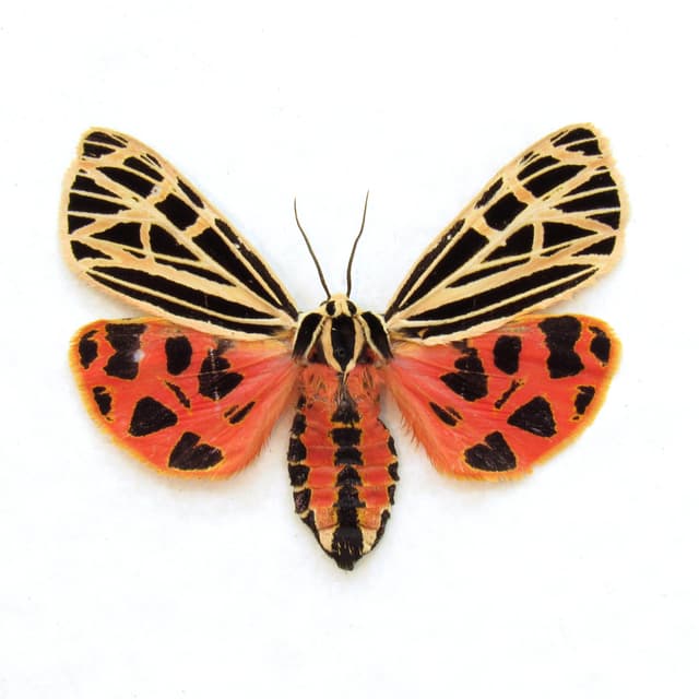 Rare female Virgin Tiger moth framed taxidermy - Grammia virgo