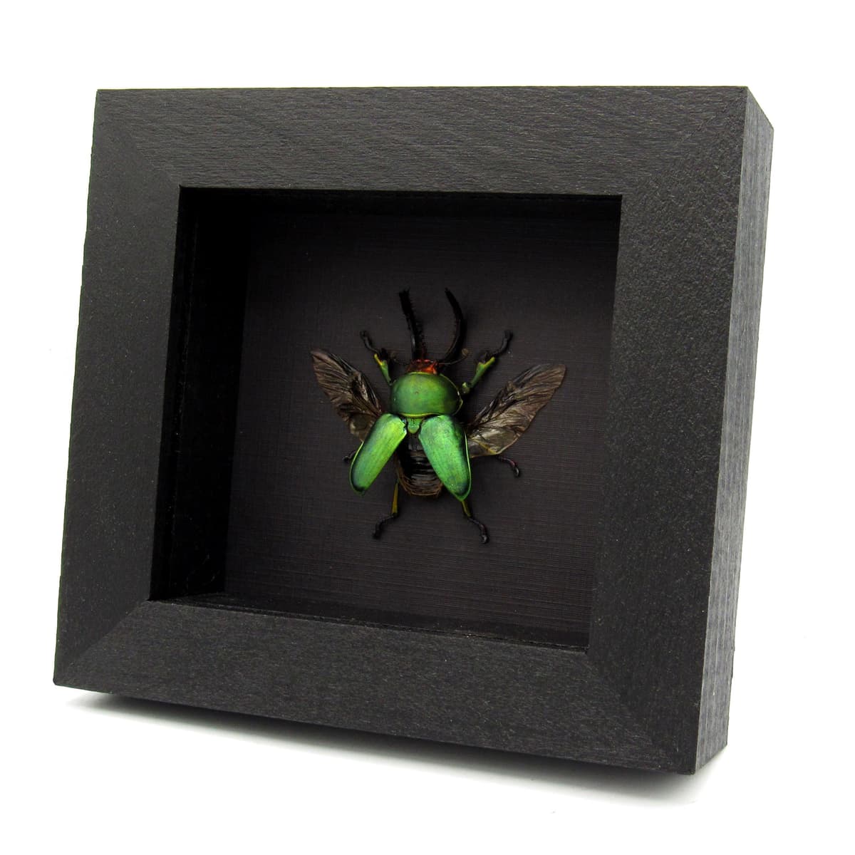 Real green Stag beetle framed taxidermy - Lamprima adolphinae - large