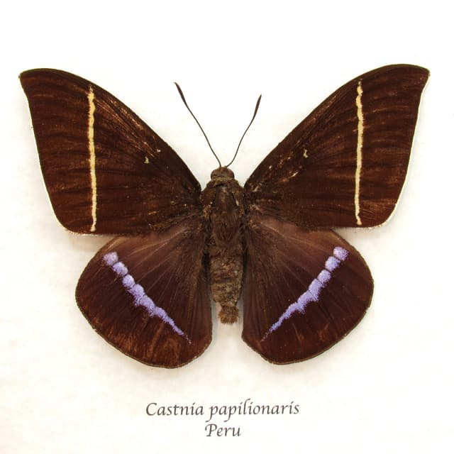 Very rare XL lavender Castnia moth framed taxidermy - Castnia papilionaris - female