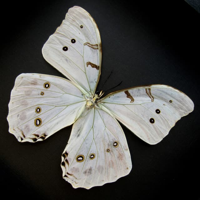Rare opalescent Morpho butterfly framed taxidermy - Morpho luna