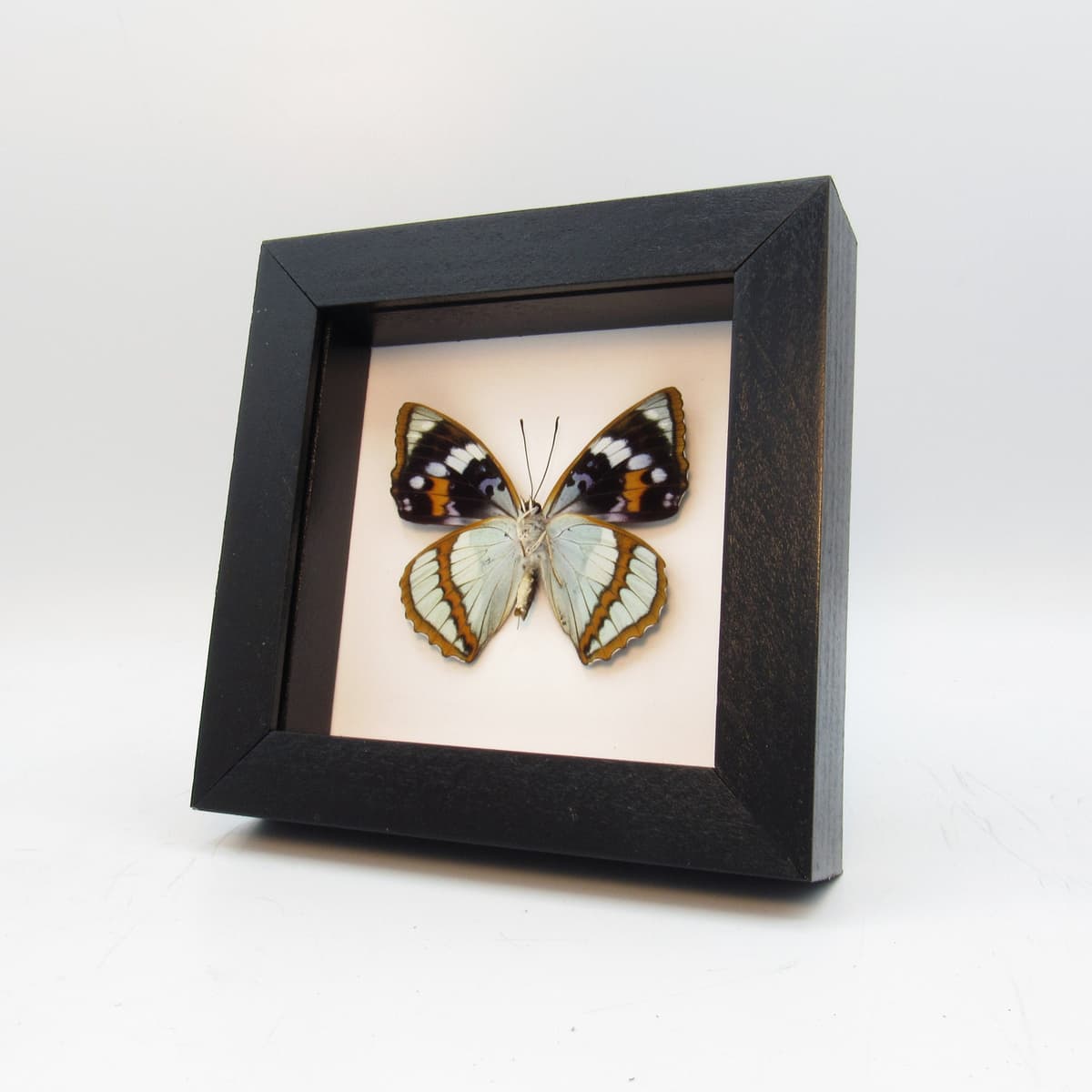 Real framed taxidermy butterfly - Mimathyma schrenckii