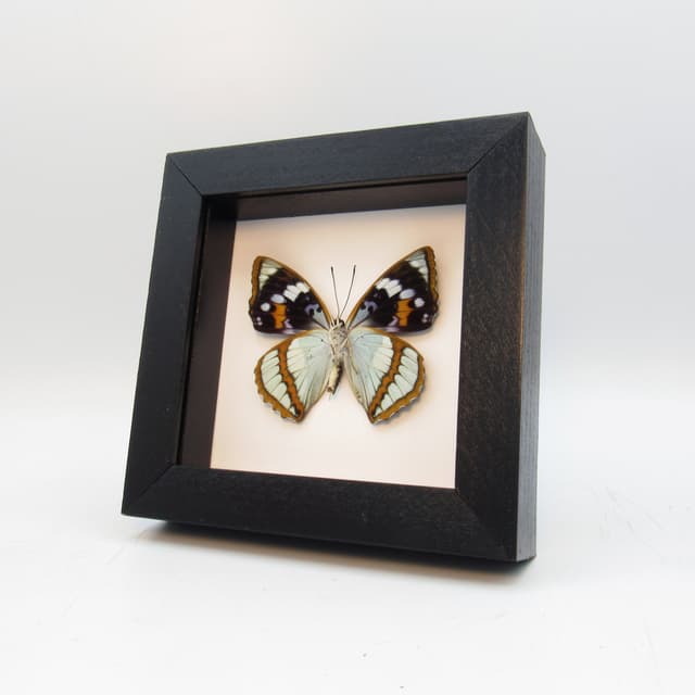 Real framed taxidermy butterfly - Mimathyma schrenckii