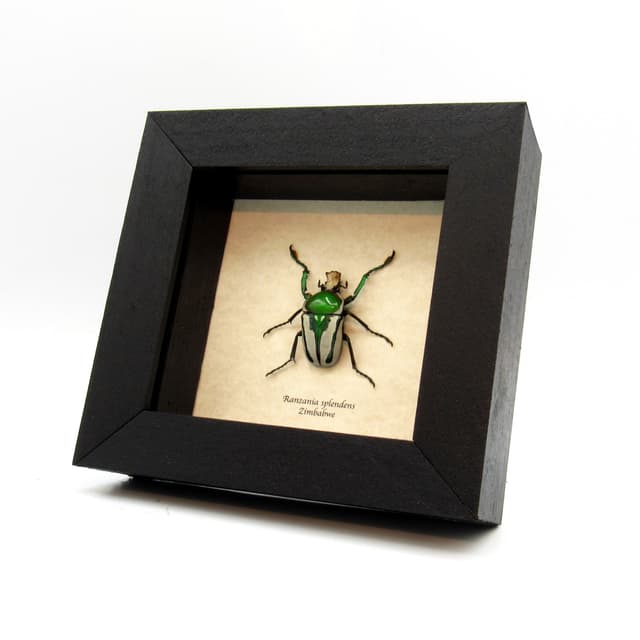 Real framed flower beetle taxidermy - Ranzania splendens