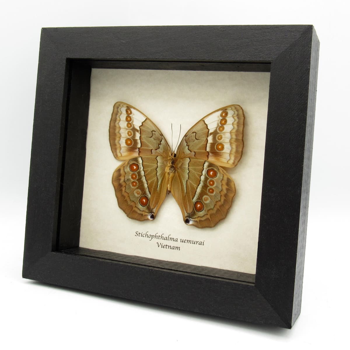 Rare Jungle Queen butterfly framed taxidermy - Stichophthalma uemurai