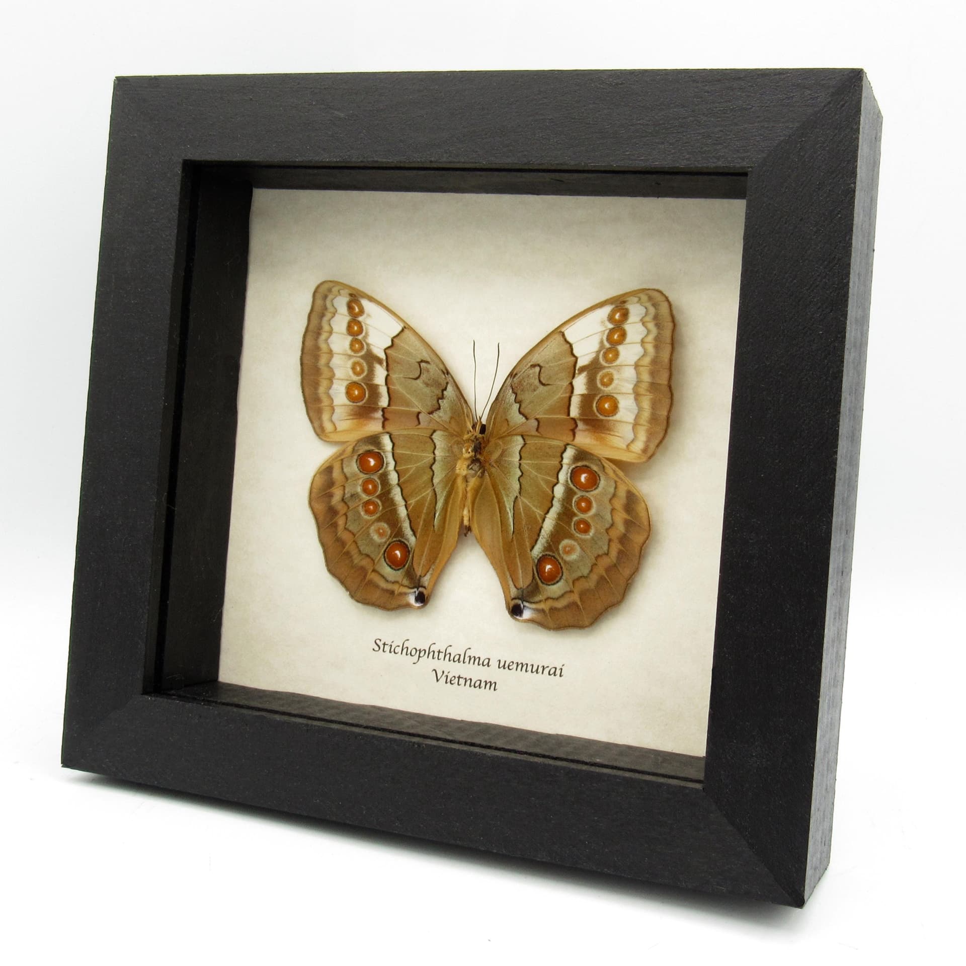 Rare Jungle Queen butterfly framed taxidermy - Stichophthalma uemurai