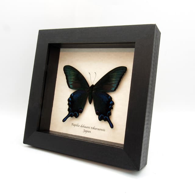 Rare black Peacock butterfly framed taxidermy - Papilio dehaani tokaraensis - large summer form