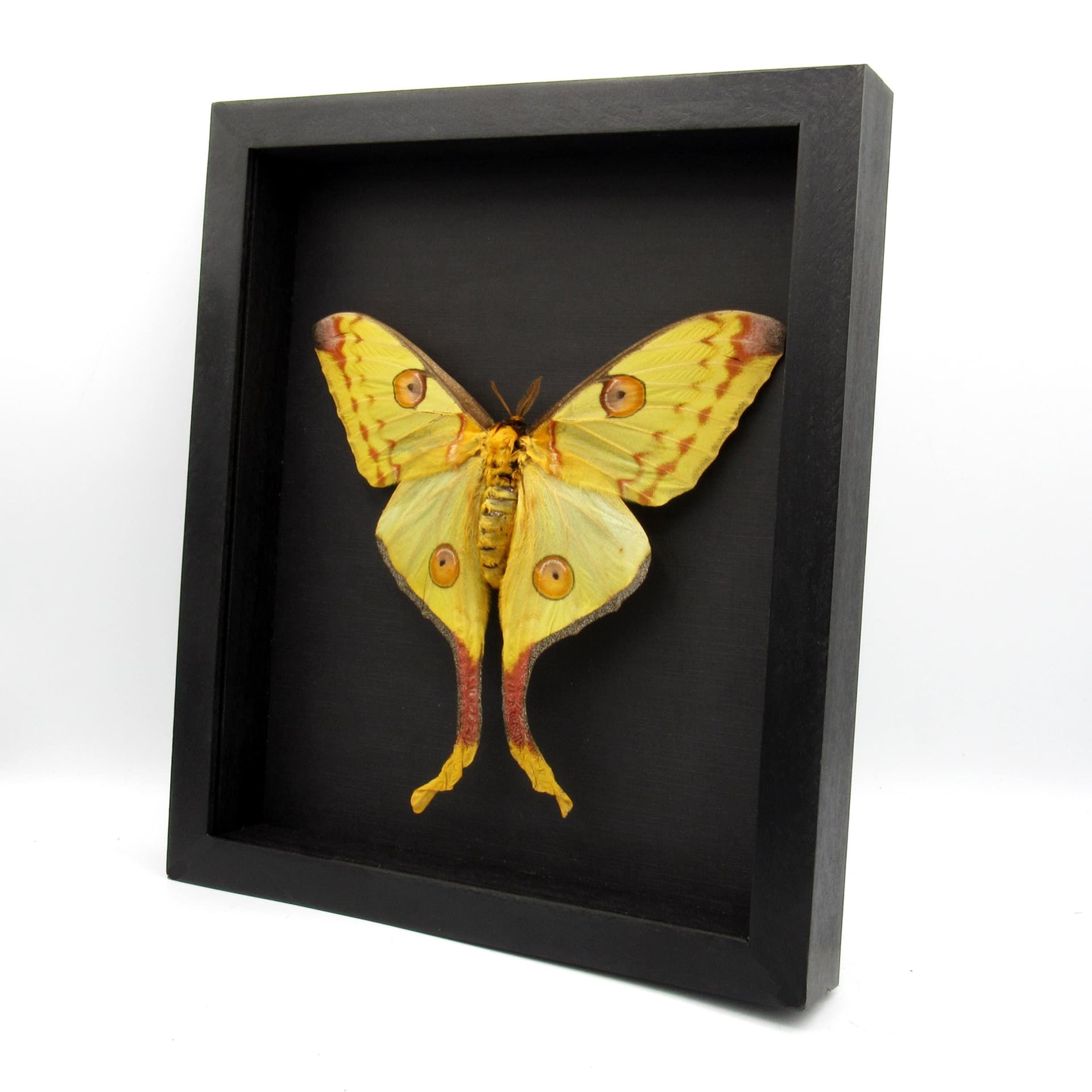 Real GIANT Comet moth framed taxidermy - Argema mittrei - female