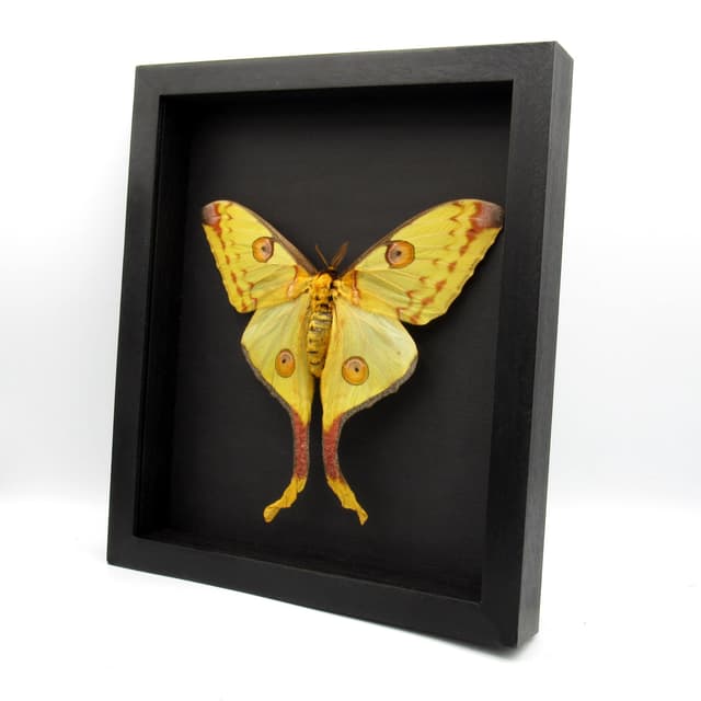 Real GIANT Comet moth framed taxidermy - Argema mittrei - female