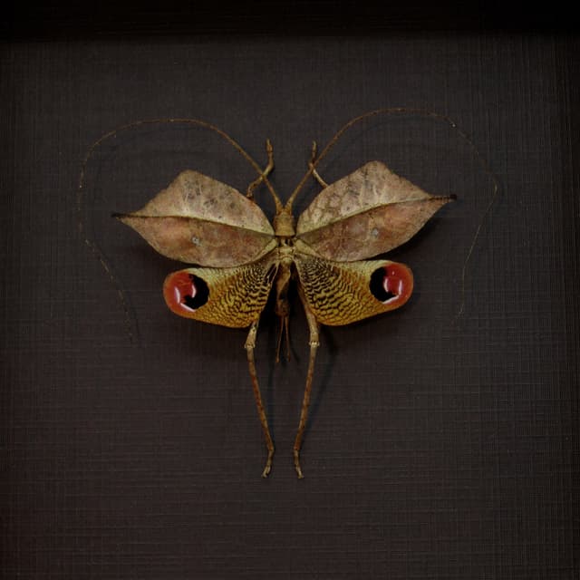 Rare Dead Leaf Mimic Katydid framed taxidermy - Porphyromma speciosa