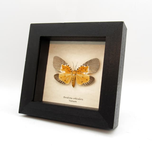 Rare yellow moth framed taxidermy - Peridrome orbicularis