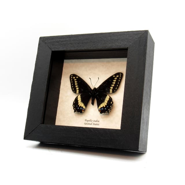 Real black Indra Swallowtail butterfly framed taxidermy - Papilio indra