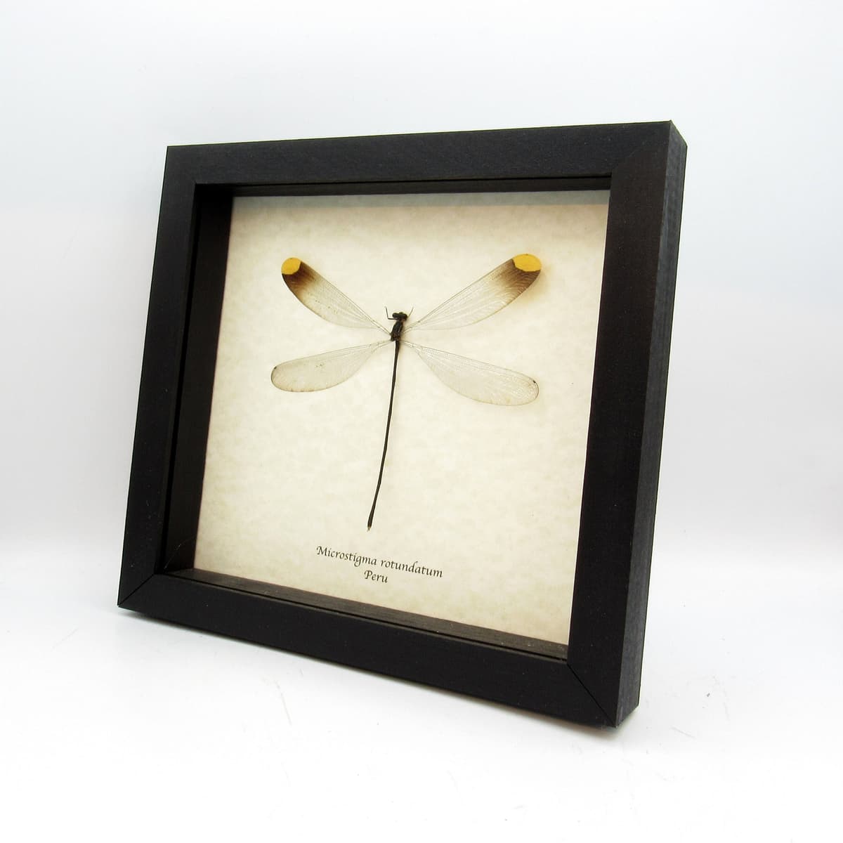 Real Giant Dragonfly framed taxidermy - Microstigma rotundatum