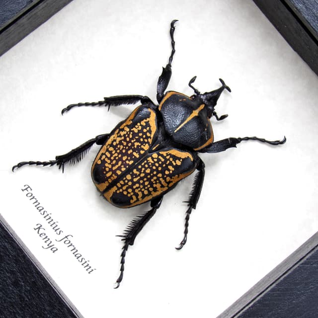 Large black and gold Scarab beetle framed taxidermy - Fornasinius fornasini