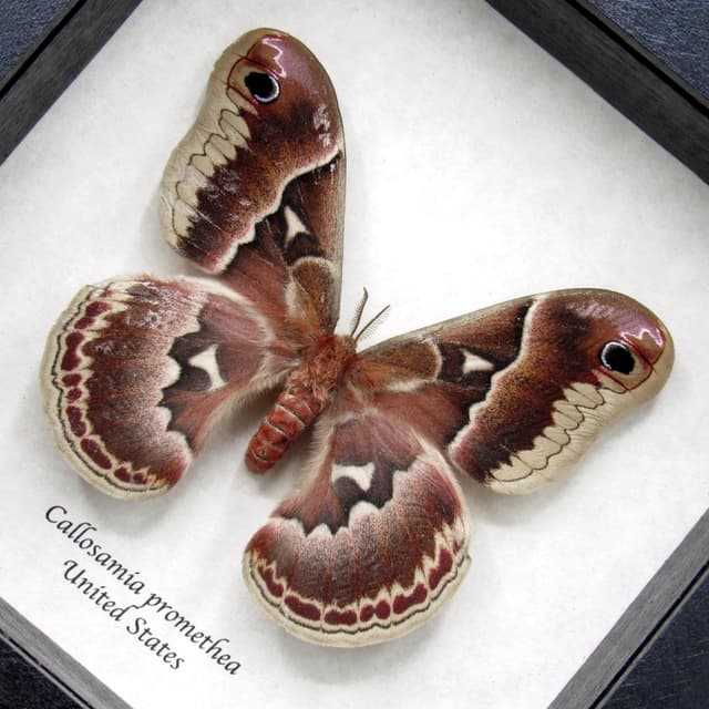Real female Promethea moth framed taxidermy - Callosamia promethea