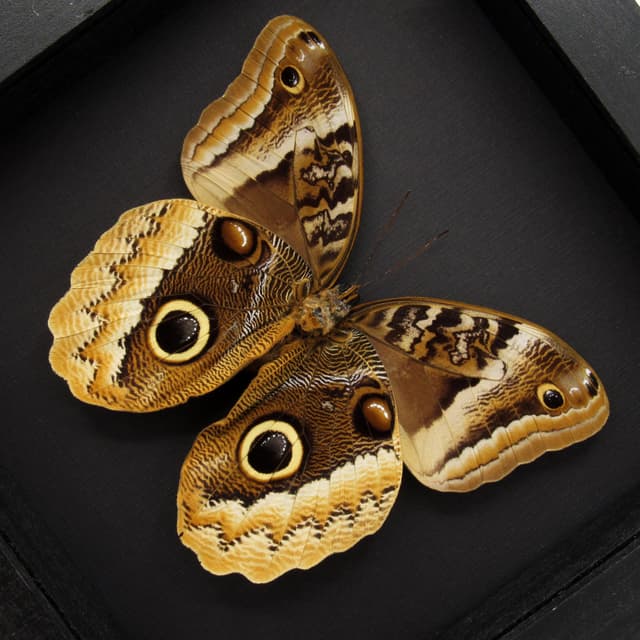 Rare Giant Owl butterfly framed taxidermy - Caligo uranus - female